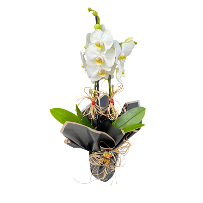 K�rm�z� G�l ve Papatya Aranjman�